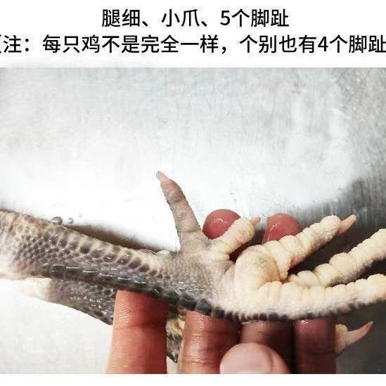 【买一只发两只限量500份】正宗两年散养黑脚老母鸡月子鸡土草鸡