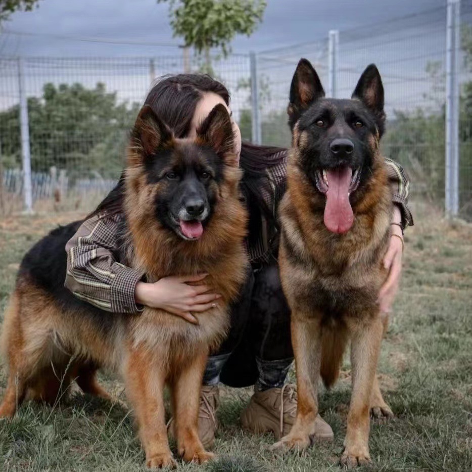 纯种德国牧羊犬幼崽活体 德牧犬警犬护卫犬 平背德牧弓背德牧幼犬