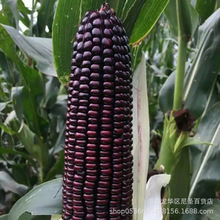 黑糯玉米种子紫黑甜糯玉米种籽孑苞米籽春夏季粘玉米大田植物种子