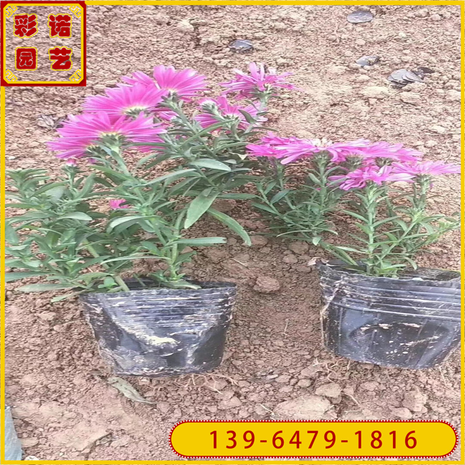 基地直供荷兰菊绿化工程苗 荷兰菊黑杯苗 荷兰菊小苗批发价格