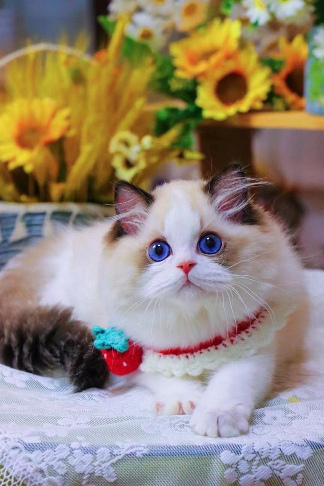 英短蓝白蓝猫折耳布偶猫矮脚美短金银渐层猫咪活物小猫幼猫宠物猫