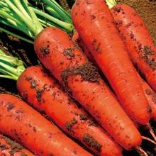 胡萝卜新鲜胡萝卜生吃脆甜水果萝卜现挖带泥有机红萝卜新鲜批发价