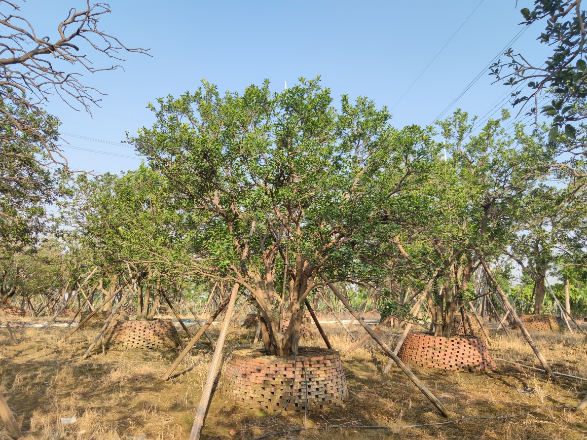 2110基地供应 全冠多杆 丛生 香橼 香泡 4-7米高假植苗 庭院楼盘