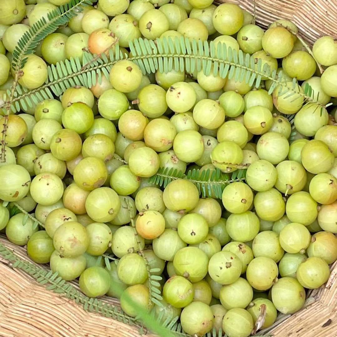 新鲜青油甘果余甘果牛甘果现摘油柑余柑腌制野生青果好泡酒滇橄榄