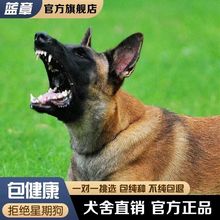 纯种马犬幼犬活体比利时马犬警犬护卫犬大骨架德国牧羊犬马犬活体