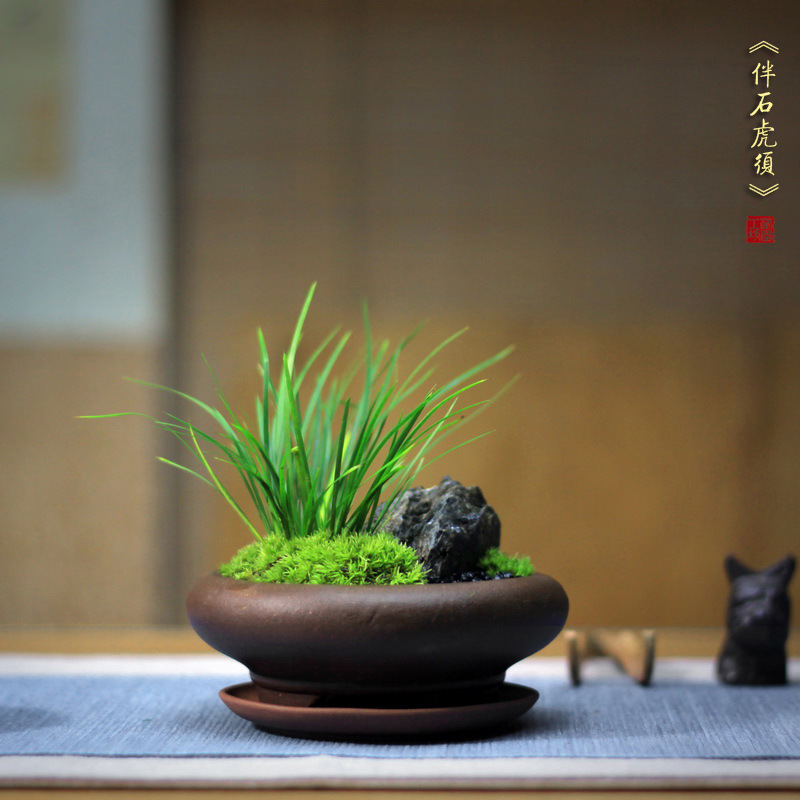 伴石虎须金钱菖蒲盆景蒲草苔藓紫砂茶桌办公桌面小盆栽绿植花卉