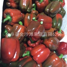 长期供应 彩椒 红黄绿椒，彩椒，量大从优 价格美丽