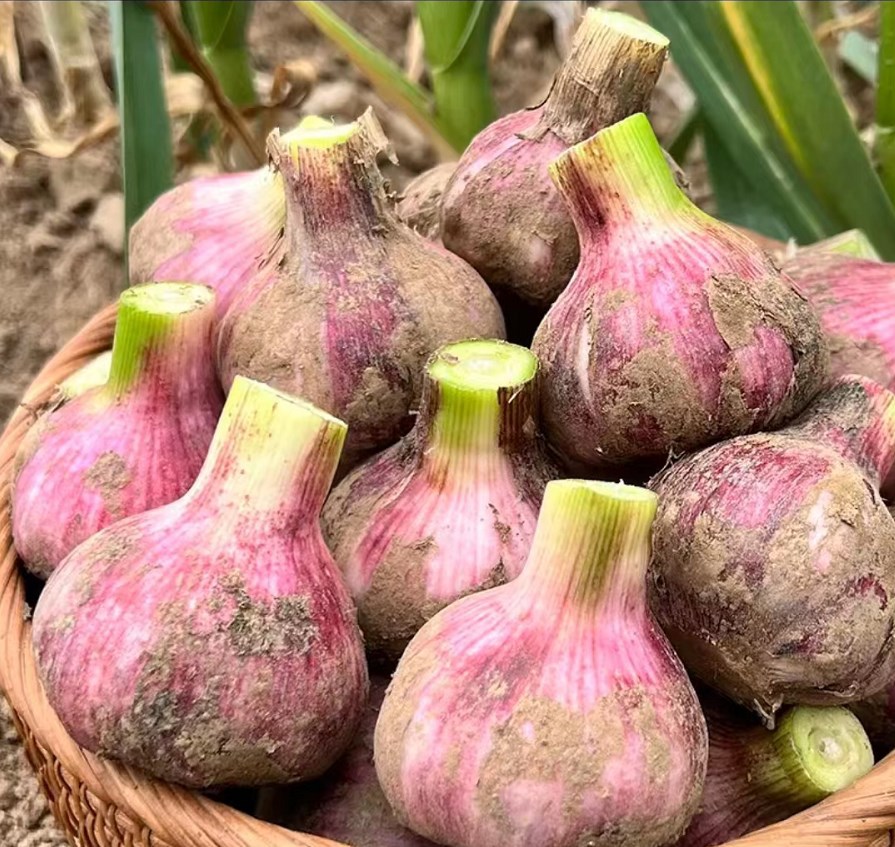 山东现挖紫皮大蒜 精选 蒜头 大蒜头 5斤装