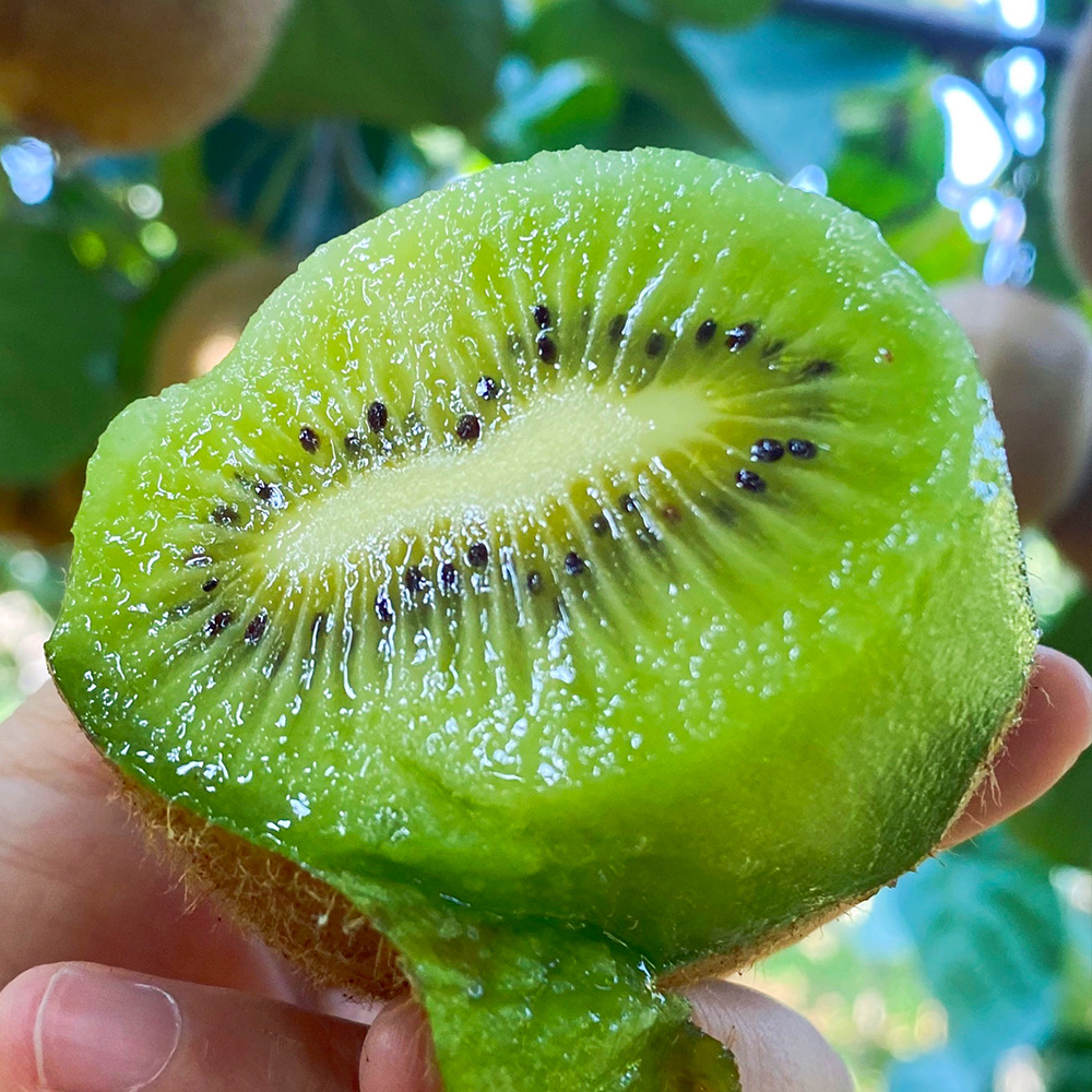 陕西眉县猕猴桃新鲜采摘应季水果5斤10斤包邮现摘奇异果孕妇