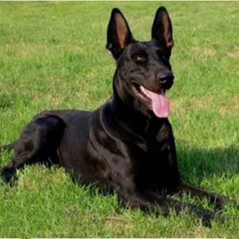 黑狼犬幼犬活体纯种大型看家护院黑色中华狼狗墨界黑狼幼崽大型犬