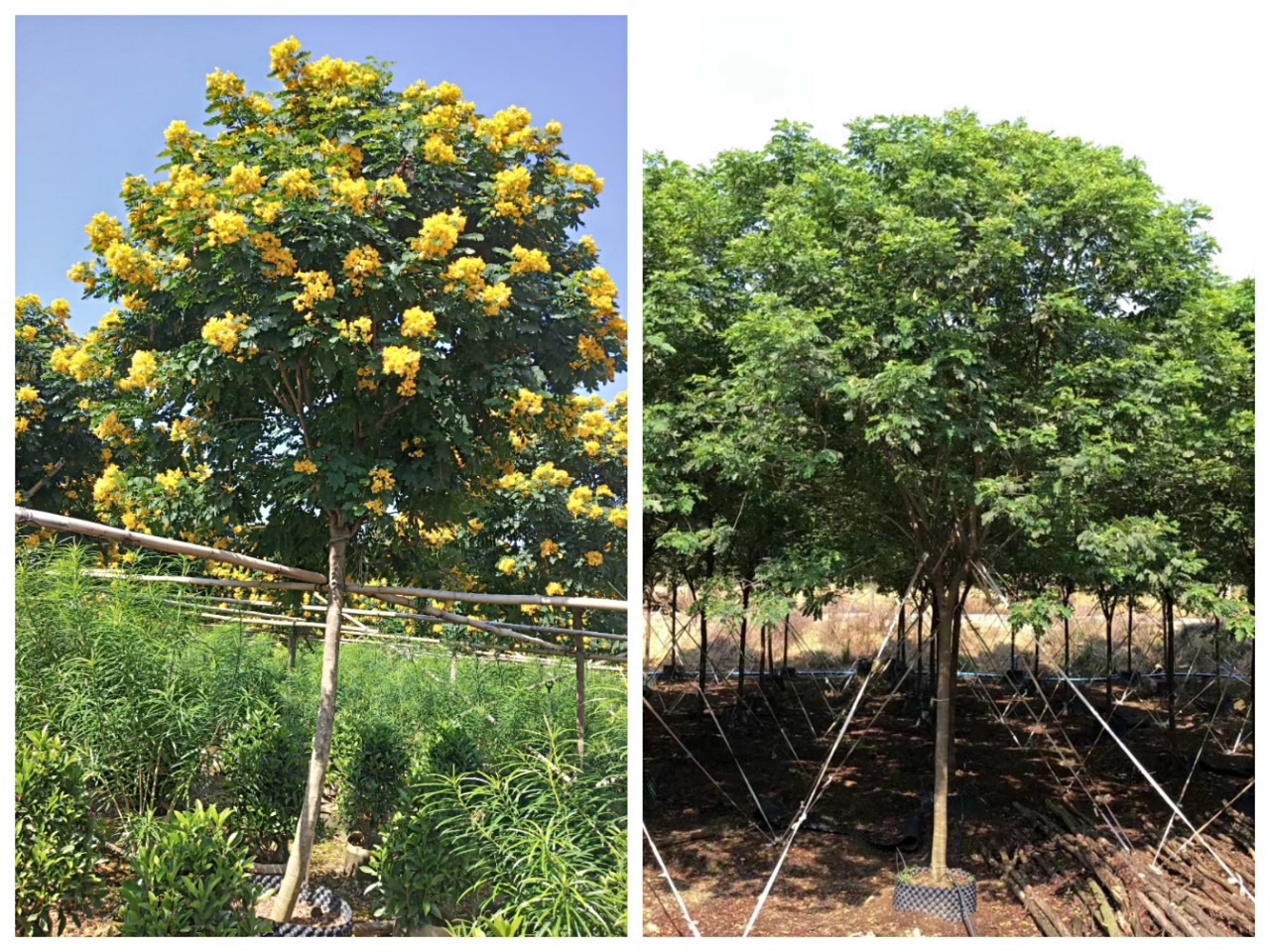 多花行道树黄槐,中山基地供应黄花决明