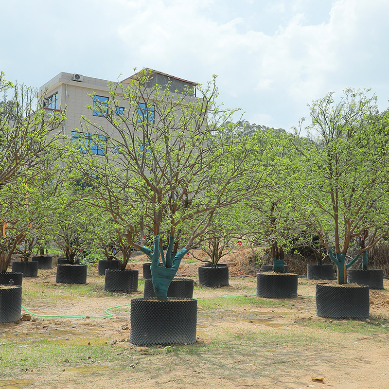丛生香橼树道路庭院景观乔木 绿化林荫香橼树 福建园林基地直售