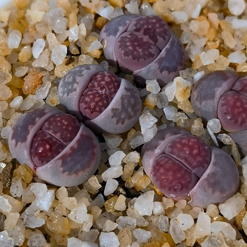 多肉植物紫李夫人生石花pp石头花番杏绿植办公室阳台窗台庭院易养