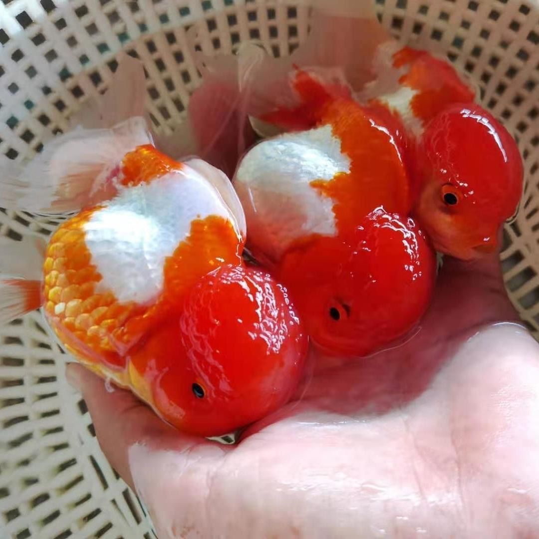 狮子头金鱼国狮红狮头鱼苗黒狮头渔场金鱼观赏鱼大脑袋淡水冷水鱼