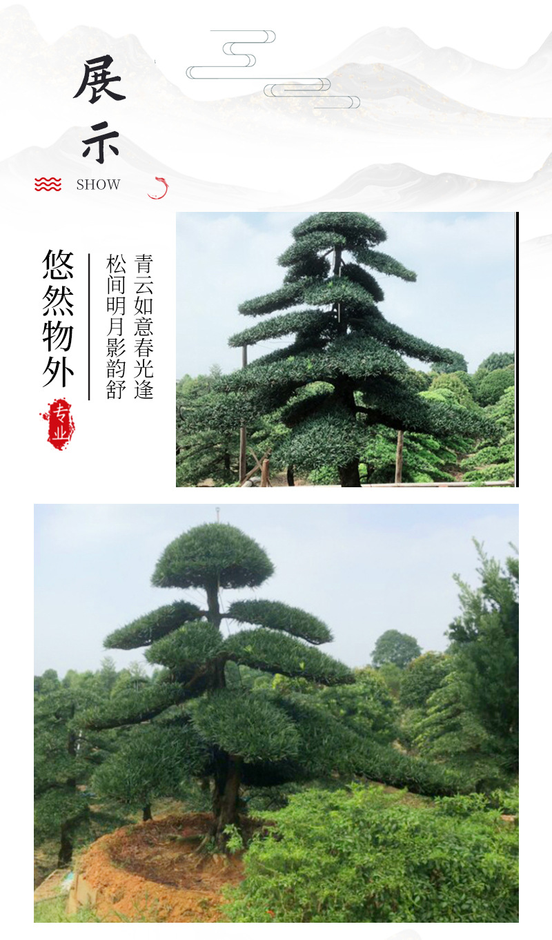 造型罗汉松迎客松基地直销长飘迎客松别墅庭院装饰工程用苗采购松