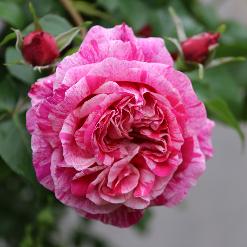 【带花苞】藤本月季伊蕾莎斯特浓香型大花紫红色四季阳台庭院盆栽