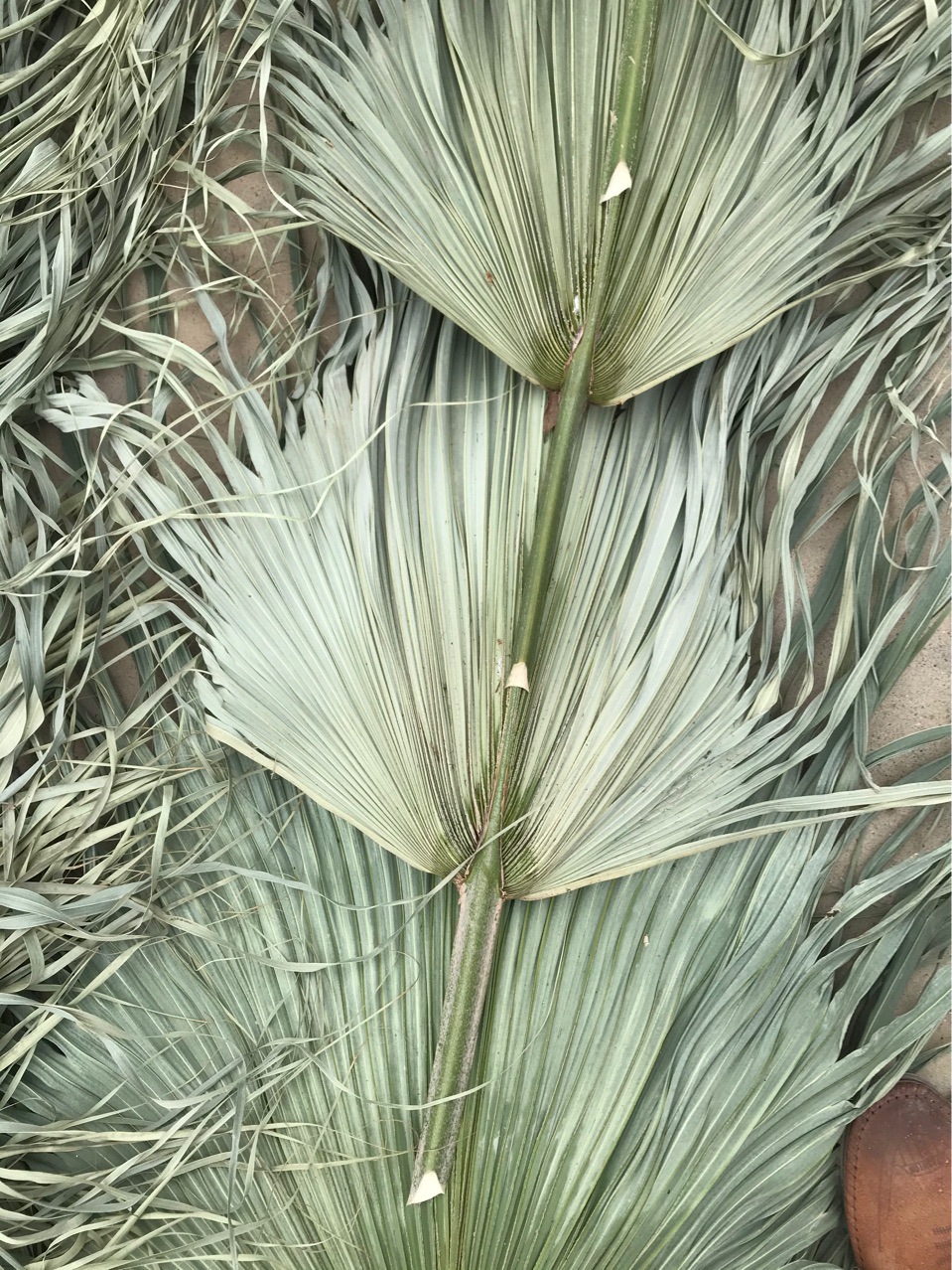 干花棕榈叶葵叶浦葵叶工艺原材料婚礼干花假花