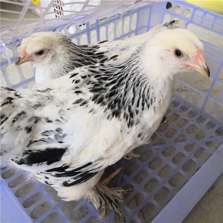 婆罗门鸡苗的价格 什么地方有批发婆罗门鸡苗的