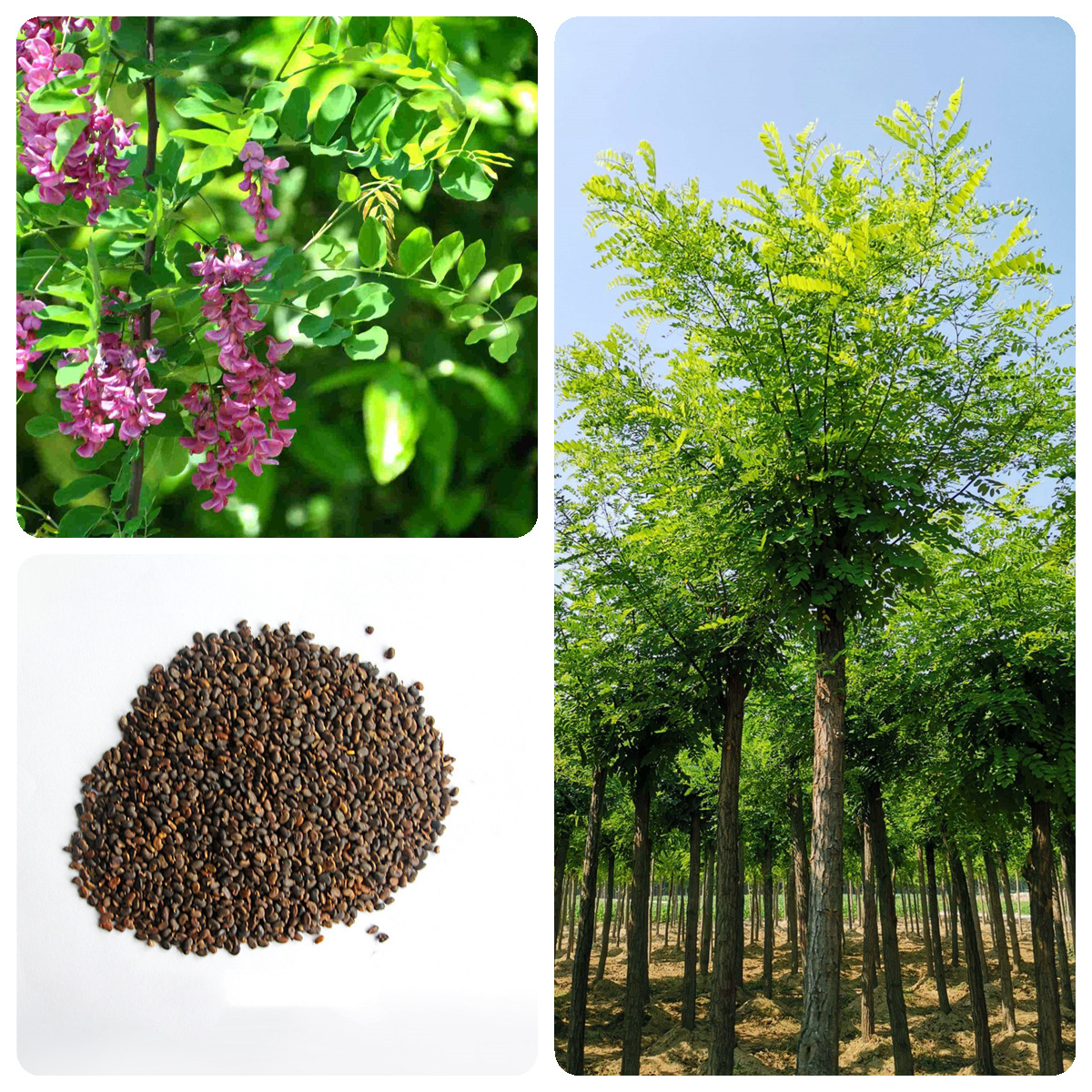 林木种子刺槐种子白花刺槐树红花槐洋槐蜜蜂采蜜槐花黄花槐树种籽