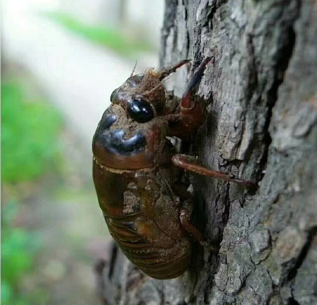 0成交6斤2022知了猴新鲜金蝉知了龟山东特产鲜活蝉蛹知了蝉爬叉猴冷冻