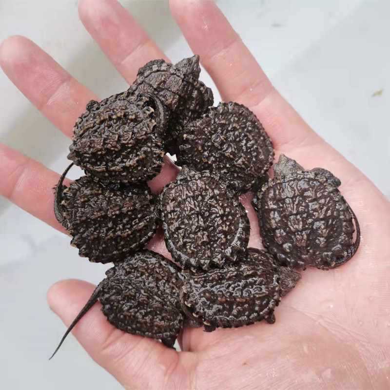 纯佛爆刺佛鳄小鳄龟苗便宜活物大乌龟食用鳄鱼龟幼苗活草龟巴西