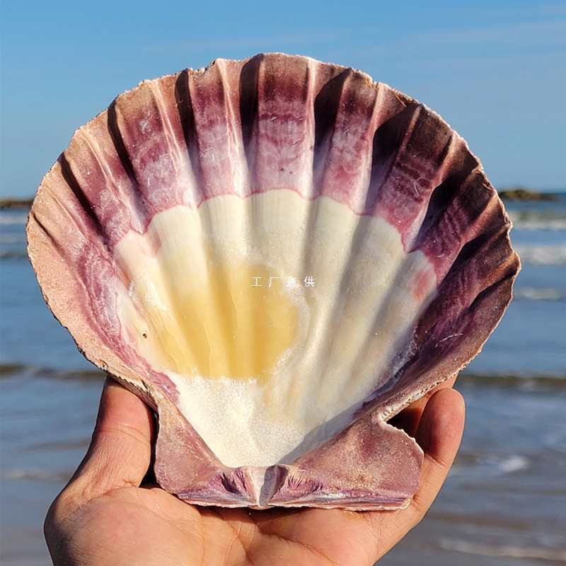 批发天然大海螺贝壳狮爪贝狮子贝白珊瑚摆件鱼缸造景