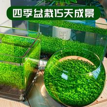 生态鱼缸水草种子水草泥家用创意玻璃瓶水培植物四季造景小型休闲