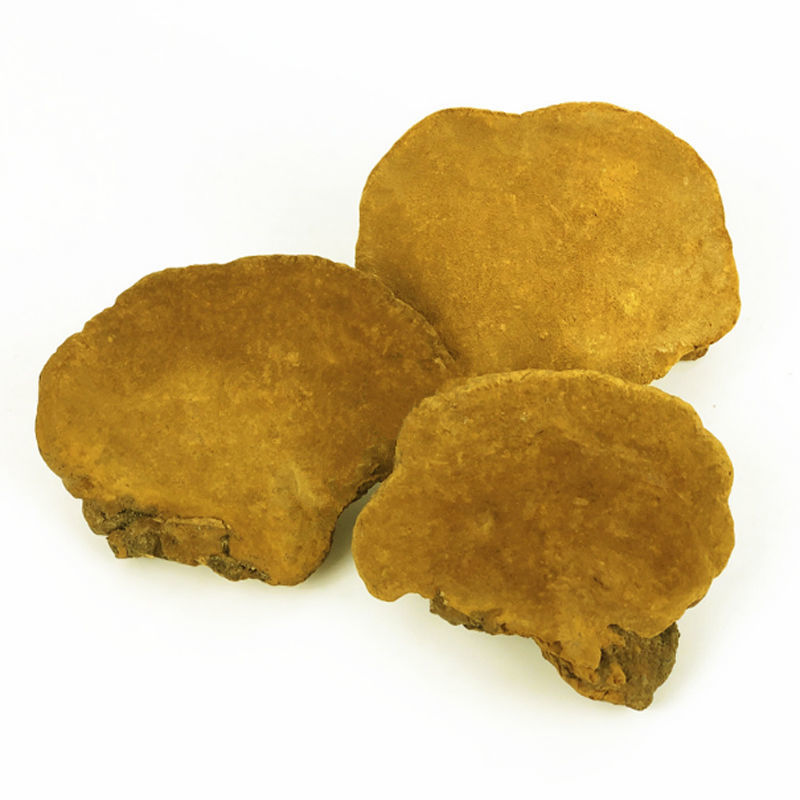 云南马蹄桑黄 松树桑黄 马蹄桑黄灵芝 100克 250克500克