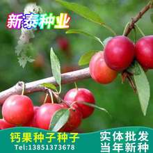 钙果种子 新采果树种子 钙果树种子 水果补钙之星 欧李种子 易种