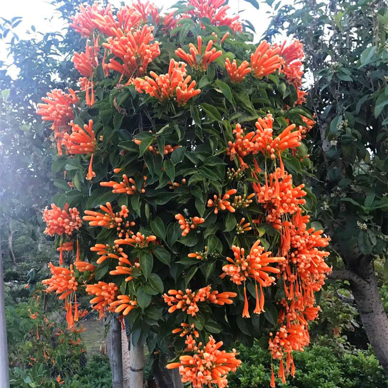 爬藤植物炮仗花苗盆栽四季常绿爬藤植物攀爬植物庭院围墙垂吊花苗