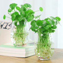 水培器皿创意玻璃花盆水养植物瓶透明花器绿萝白掌花瓶正方形容器
