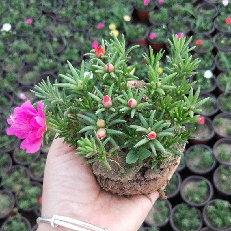 重瓣太阳花苗死不了盆栽花卉好养不带苞室外客厅阳台四季易活植物