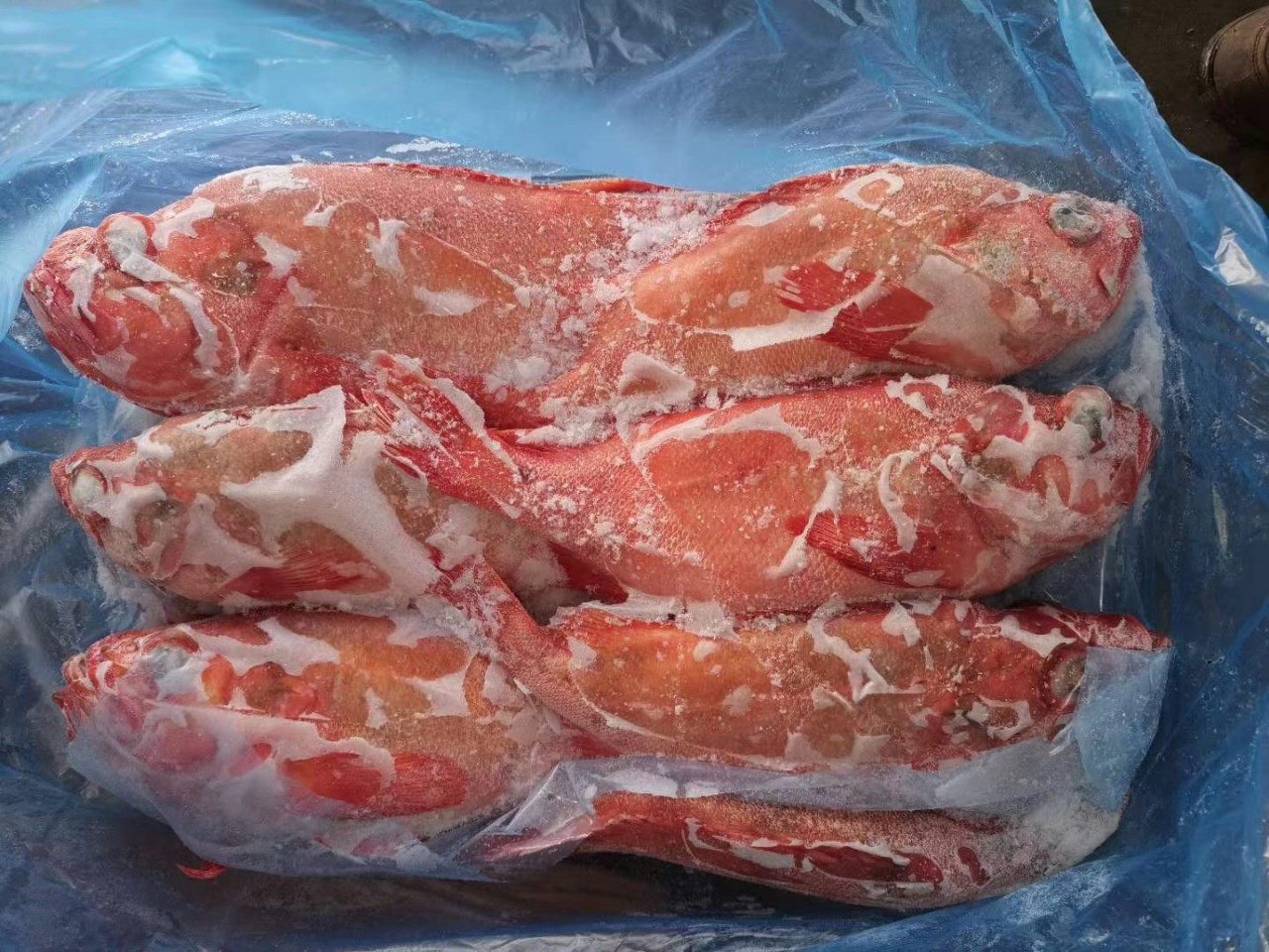 【20公斤原条冰岛红鱼】整条船冻深海红鱼新鲜红石斑鱼