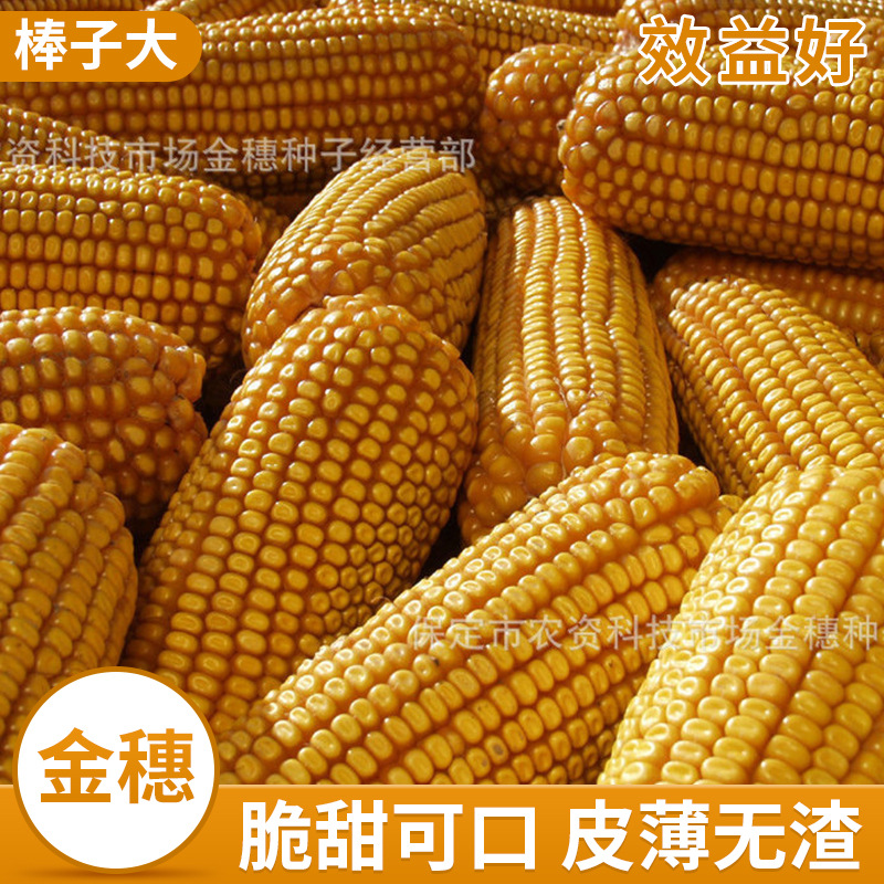 专业供应 吨粮王8号稳产轴细粒深 玉米种子