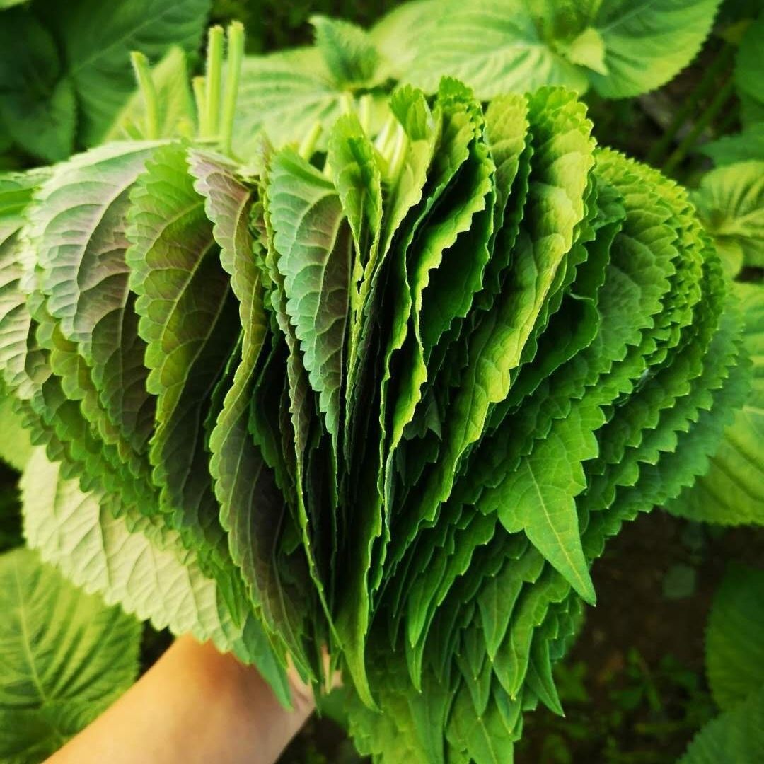 东北延边新鲜苏子叶韩国料理烤肉紫苏叶东北包饭叶200片左右