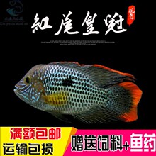 马拉莫宝石鱼 马拉莫 美洲慈鲷鱼_阿里巴巴找货神器