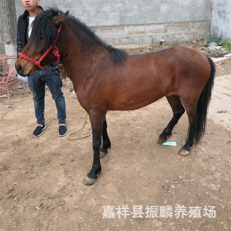 景区骑乘互动袖珍矮马袖珍矮马活体一匹多少钱萌宠活马袖珍矮马