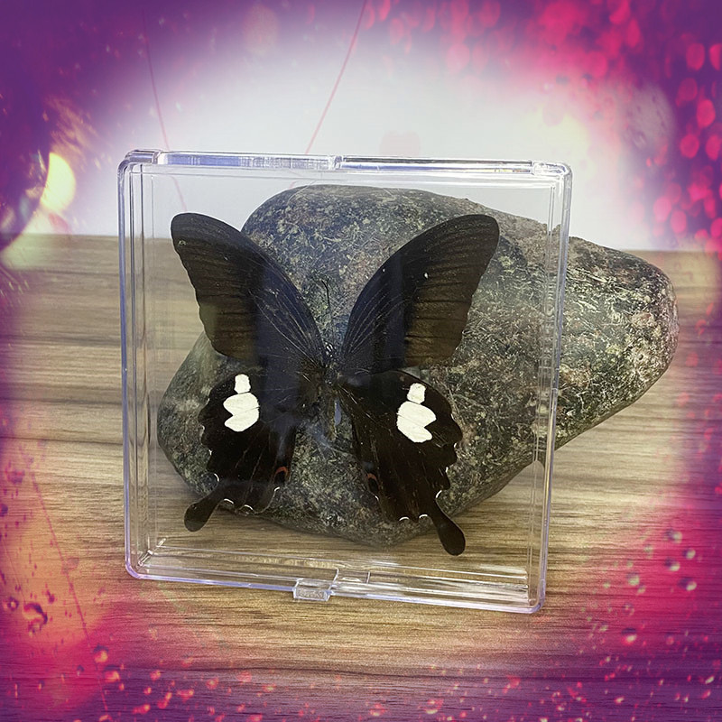 真昆虫蝴蝶标本亚克力盒装摆件高透明度幼儿教学科普教材家居装饰