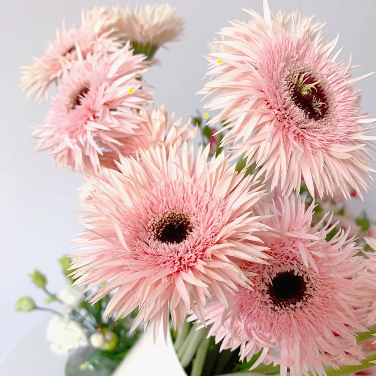 非洲菊鲜花批发扶郎花太阳花拉丝菊鲜花花店摆摊用花社区团购货源