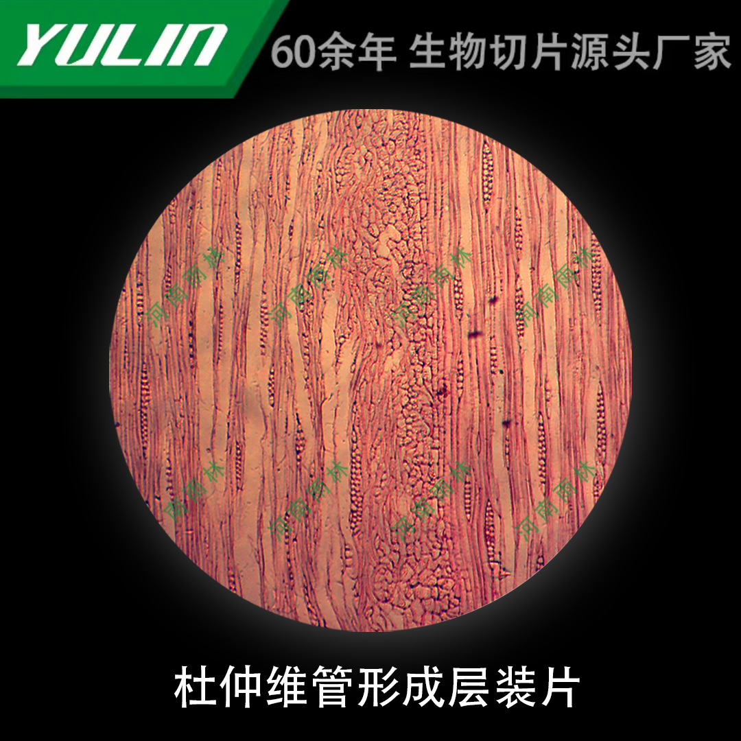 杜仲维管形成层装片标本显微镜生物切片高校教学实验仪器科研玻片