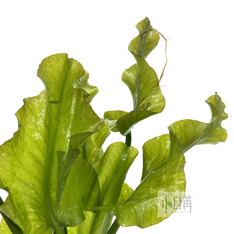 日本荷根青绿荷根水草活体鱼缸真水草观赏水草水草缸物浮叶睡莲类