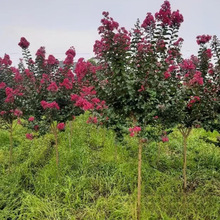 基地批发 美国红火球紫薇 小苗 产地价格 观花别墅景观绿化苗木