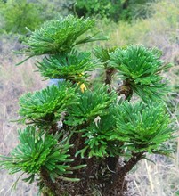 九死还魂草阳台办公桌好养复活草小叶卷柏盆景盆栽微假山绿色植物