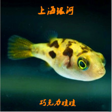 巧克力娃娃鱼潜水艇淡水观赏鱼小型鱼迷你河豚吃螺鱼除螺鱼工具鱼