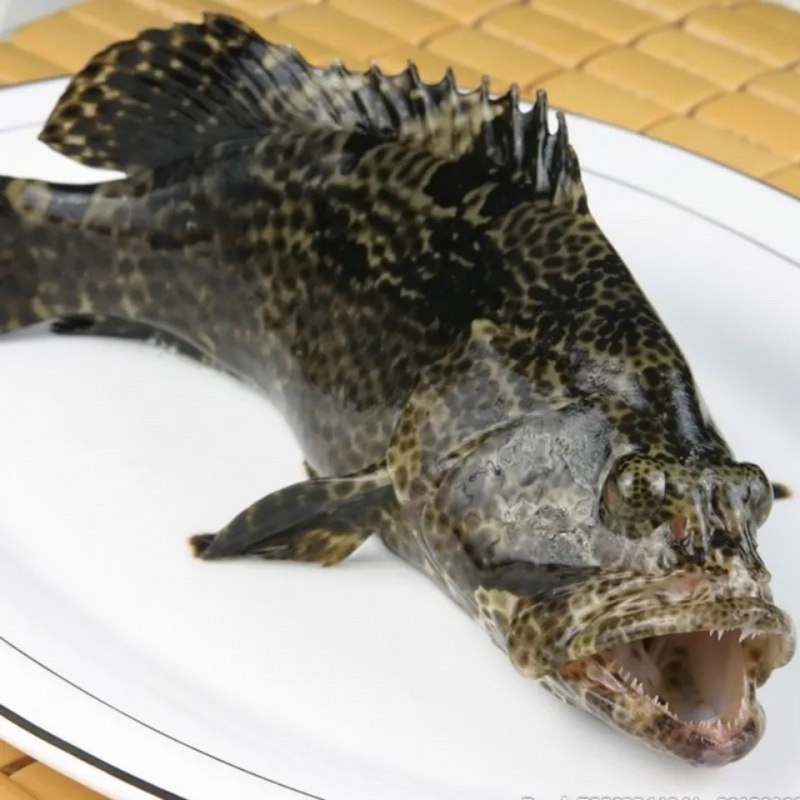 石斑鱼福建-石斑鱼福建厂家,品牌,图片,热帖-阿里巴巴