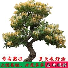 大型金银花盆栽老树桩耐寒植物庭院花卉室内客厅绿盆景金银花树苗