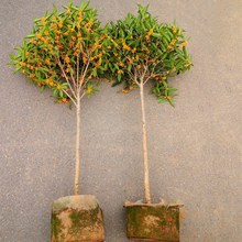 植树节小树苗大树四季地栽八月桂花绿化四季学校花卉活动开花金桂