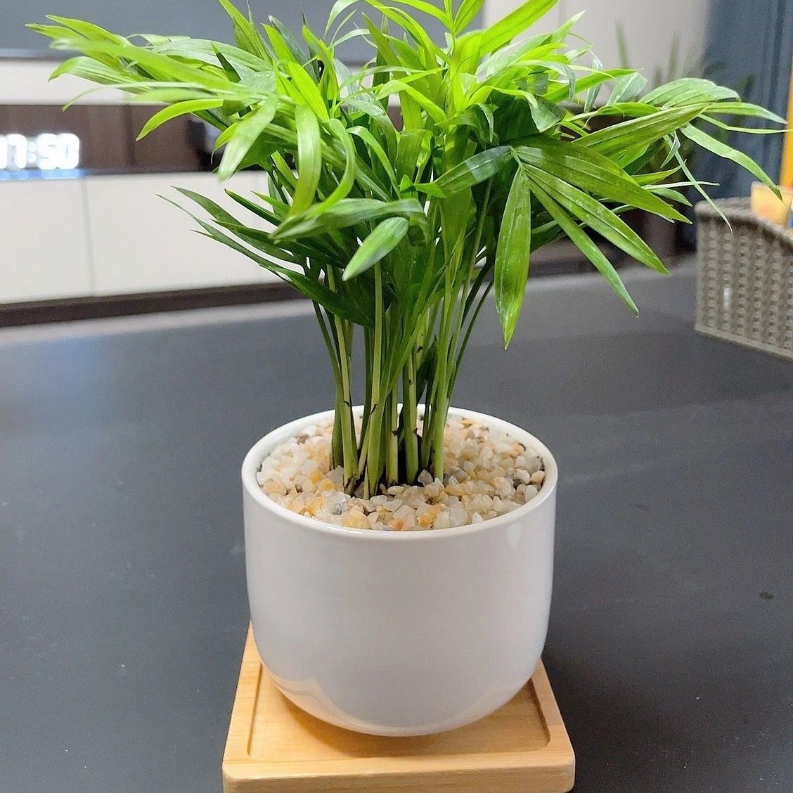 袖珍椰子盆栽净化空气桌面小绿植美观吸甲醛客厅散尾葵阳台好养活