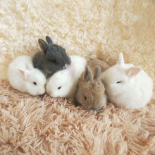 宠以沫兔子活物侏儒兔宠物兔活体白兔茶杯兔猫猫兔垂耳黄色垂耳