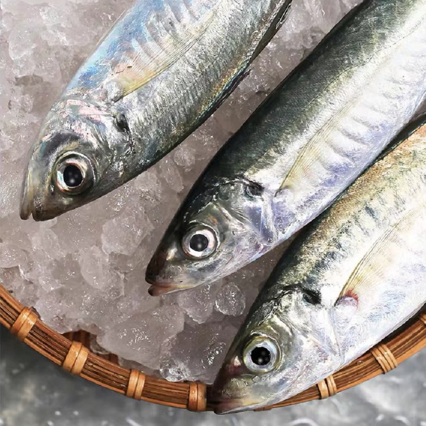 东山巴浪鱼新鲜鲜活冷冻海鲜水产巴浪鱼速冻